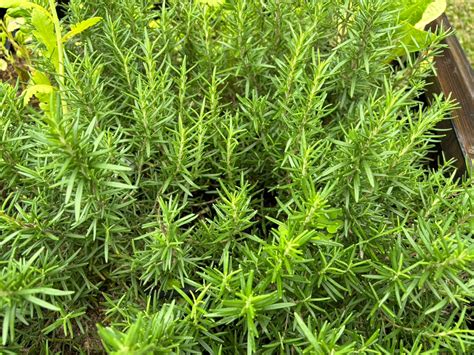 庭園景觀植物|台灣景觀植物介紹